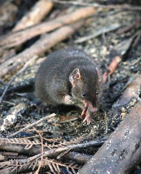 In Mating Season, Marsupials Trim Sleep by Three Hours for Three Weeks 